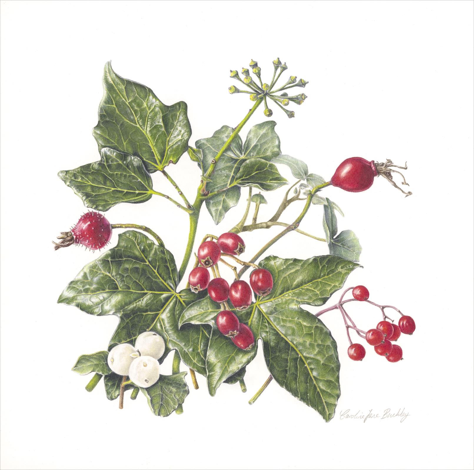 Winter Berries
